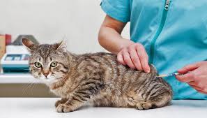 Kedi Asilari Hakkinda Bilgiler Petburada Blog