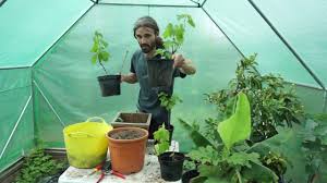 And grapes, believe it or not, handle container life very well.keep reading to learn more about how to grow grapes in a container. How To Grow Grapes In Containers And Pots Youtube