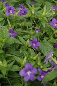Maybe you would like to learn more about one of these? Pin On My Flower Garden Choices