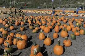 Please choose a different date. Half Moon Bay Pumpkin Patches Farms Half Moon Bay Ca Travel Guide