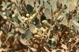 Image result for Boscia mossambicensis