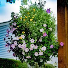 lush hanging basket with flowers i started from seeds petunias baskets cold frame natural planter
