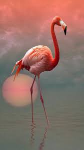 Pin By Nadr Bakr On Birds Flamingo Pictures Flamingo Painting Flamingo Art