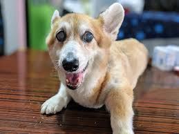 Degenerative Myelopathy in Dogs - Vet On Wheels