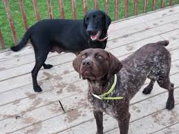 Make sure you understand and research all dog breeds you are looking to own before purchasing your german shorthaired pointer mix puppy from one of our reputable breeders. Pointer Lab Mix Puppies