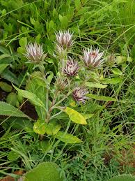 Image result for Macledium