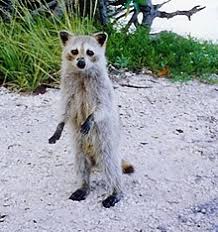 How to kill a raccoon there is no doubt that raccoons can be a pest when they appear in a domestic area, and the first reaction of some people will actually be to try and kill these animals. Raccoon Wikipedia