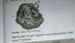 Nama Dan Fungsi Organel Yang Ditunjukkan Oleh Huruf P Adalah Brainly Co Id