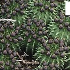 Image result for Euphorbia neoglaucescens