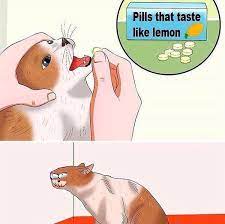 Position right forefinger and thumb on either side of cat's mouth and gently apply pressure to cheeks while holding pill in right hand. How To Administer Pills To Your Cat Funny