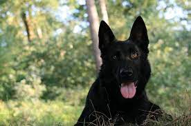 Hours may change under current circumstances 46 Best Black German Shepherd Pictures