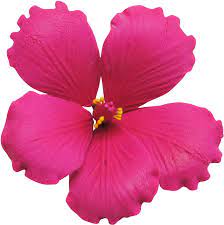 Maybe you would like to learn more about one of these? Download Hd Hot Pink Hot Pink Flowers Transparent Transparent Png Image Nicepng Com