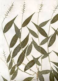 Image result for Oplismenus