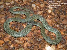 It was first described by andré marie constant duméril, gabriel bibron, and auguste duméril in 1854. Pseudechis Weigeli The Reptile Database