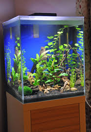 Fluval Fresh F35 Planted Aquarium Aquarium Fish Tank Aquascape Aquarium Tropical Fish Tanks