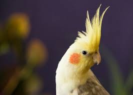 In studio on a reflective surface, isolated on black background. 105 Best Cockatiel Names That Are Cute And Funny By Kidadl