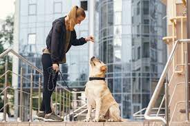 Operating a pet waste removal franchise is a great way to help them maximize their time so they can have more fun with their pets. Pin On Downers Grove Dog Poop Removal