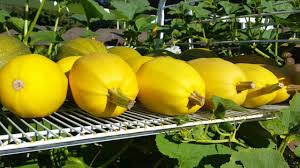Maybe you would like to learn more about one of these? When To Pick Spaghetti Squash And How To Cure It For Storage Together Time Family