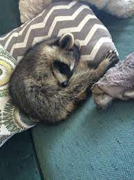 Sleeping In Luxury Cute Animals Cute Raccoon Fluffy Animals
