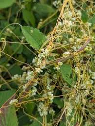 Image result for Cuscuta australis
