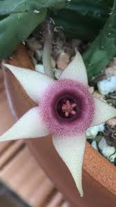 Image result for Huernia erectiloba