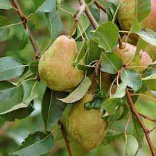 pears ile ilgili gÃ¶rsel sonucu
