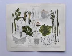 Image result for Uncinula necator