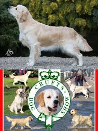 Of course, the right puppy for your needs and personality is going to be important as well. Wheatcroft