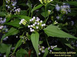 Image result for Chromolaena