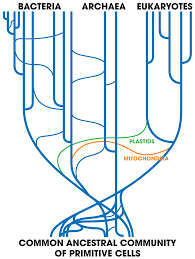 What is a small circle of dna that is used during the. Horizontal Gene Transfer Wikipedia