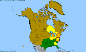 Image result for Buchnera pulcherrima