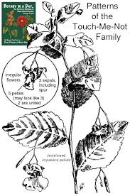 Image result for Balsaminaceae