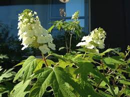 And these hydrangeas not only produce gorgeous florals.they also boast visually interesting foliage that stands out from month to. Pin On Plants Native To South Carolina