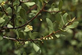 Image result for Euclea undulata