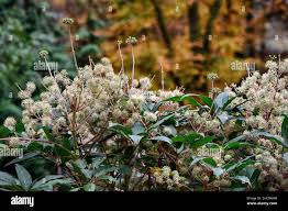 Image result for Nymphoides brevipedicellata