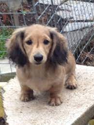 Dachshund puppies are most commonly found with smooth short coats, but they do also come in wire and from a light cream to a dark rich red, chocolate, or black. Shaded Cream Mini Long Dachshund Puppy For Sale Newmilns Ayrshire Pets4homes Dachshund Puppies For Sale Daschund Puppies Dachshund Puppy