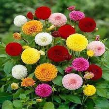 Pin By Meryem Kaya On Cicek Bahcesi In 2020 Flower Seeds Chinese Flowers Bulb Flowers