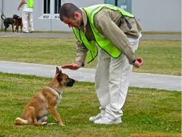 Adopt a released service dog. Consider Adopting A Shelter Dog Trained At A Washington Prison