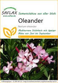 Oleanders (nerium oleander) are distinctive and beautiful, large, flowering shrubs that thrive with little care. Oleander Exotische Samen Von Saflax Samenhaus Samen Samereien