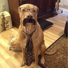 Here are some animals behaving like humans. 20 Funny Animals Who Think They Re People