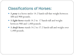 How big do they get. Vet Tech Equine Markings And Colors Classifications Of Horses A Pony Is A Horse Under 14 2 Hands Tall That Weighs Between 500 And 900 Pounds A Light Ppt Download