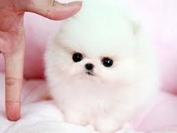 Black And White Pomeranian Puppy For Sale Teacup Pomeranian Puppies For Sale In Johannesburg Zoe Fans Blog Cute Baby Animals Pomeranian Puppy Teacup Cute Dogs And Puppies