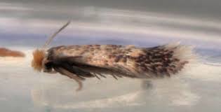 Image result for Stigmella floslactella