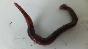 Image result for Red Wigglers