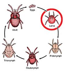 Image result for mite bites on humans