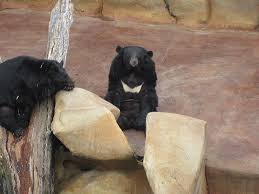 10 bears players to watch during saturday's preseason opener vs. Urge Three Bears General Store S Owner To Send Bears To A Reputable Sanctuary Peta