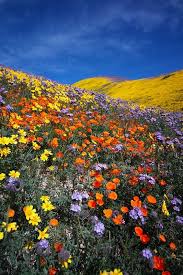 Image result for 2019 spring wildflowers in California