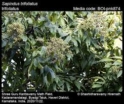 Image result for Sapindus
