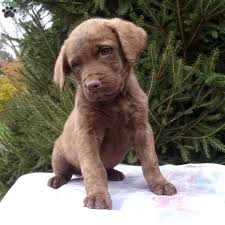 Chesapeake bay retriever puppies for sale uk. Chesapeake Bay Retriever Vs Labrador Retriever Breed Comparison