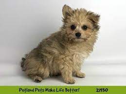 Download our petland app today for information on your local petland's available pets and pet supplies. Dogs And Puppies For Sale Petland Naperville Illinois Puppy Adoption Puppies For Sale Puppies